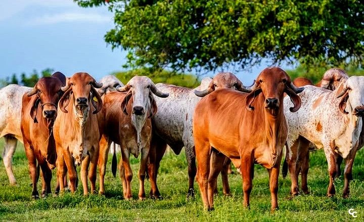 Ferme bovine MUKYA SARL